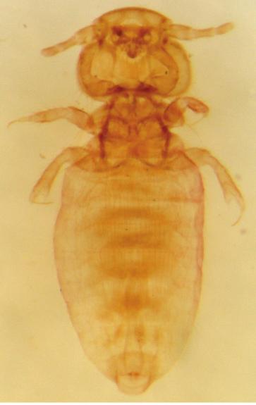 Lice Lice (Order: Phthiraptera) are wingless, dorsally flattened, permanent ectoparasites of birds and mammals. More than 3,000 species have been described, mainly parasites of birds.