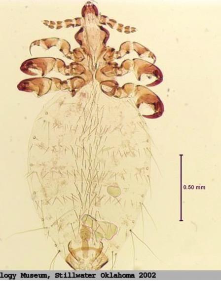 Figure 2. Goat sucking louse, Linognathus stenopsis (left), African goat louse, L. africanus (center), and sheep foot louse, L. pedalis (right). Cr