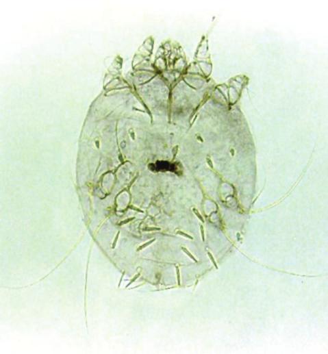 Mites Goats can be infested by several species of mites, but the species more commonly found on goats are goat follicle mite (Demodex caprae), scabies mite (Sarcoptes scabiei), psoroptic ear mite