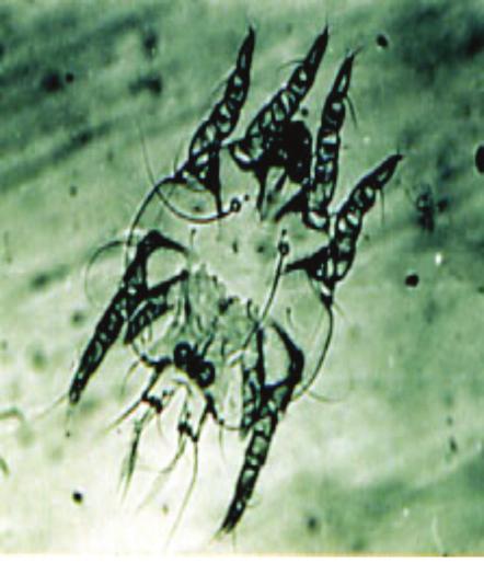 These continue to enlarge as the mites multiply, sometimes reaching several thousand mites per lesion. Cases of demodectic mange occur most commonly in young animals, pregnant does, and dairy goats.