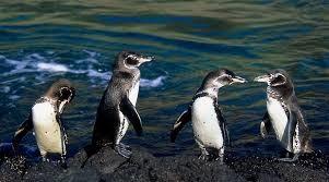 All penguins live near the sea. Each penguin has its own characteristic. The Emperor penguin is found in Antarctica. They are special because they are the largest penguin.