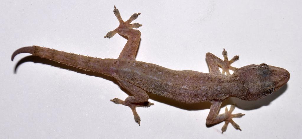 Fig. 3. An adult Common House Gecko (Hemidactylus frenatus) from Junagadh, Gujarat, India. Photograph by P. Vaghashiya.
