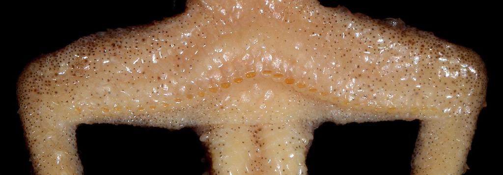 Fig. 4. The precloacal region of an adult male Common House Gecko (Hemidactylus frenatus; NCBS AQ030) showing a series of 31 precloacal-femoral pores, separated medially by one poreless scale.