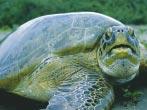 4 provide these turtles with shelter for resting during the day and night. Hawksbills can be found around rocky outcrops and high-energy shoals, which are optimum sites for sponge growth.