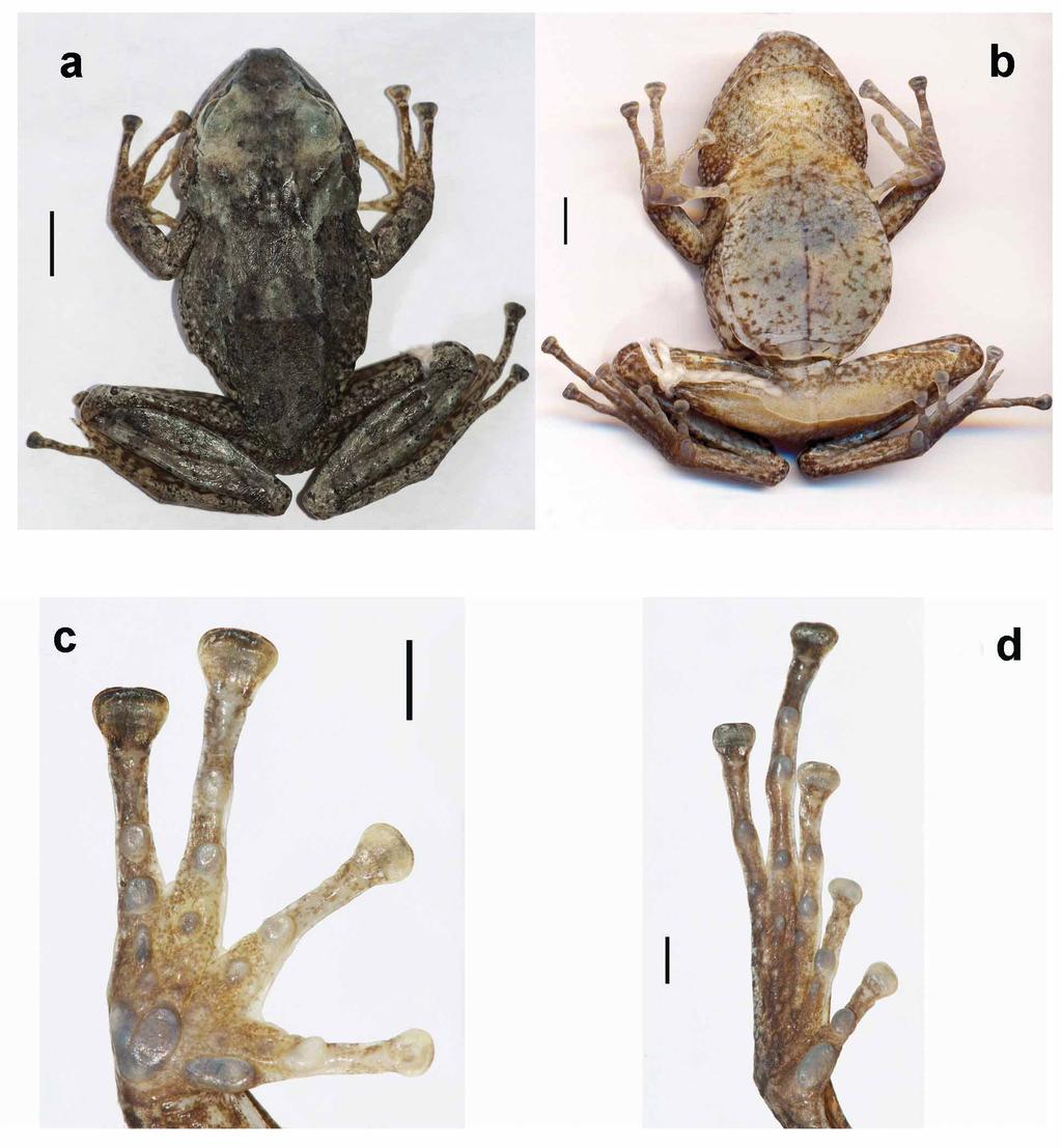 FIGURE 8. A: Dorsal and B: Ventral view of the female holotype of Pristimantis rivasi sp. nov. Scale equal to 5 mm.