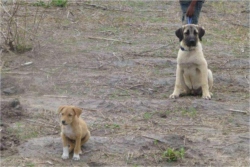 Livestock guarding dog programme ready for next stage Our Anatolian Shepherd dogs have proved good guardians in the field, with no attacks on any herds accompanied by them so far.