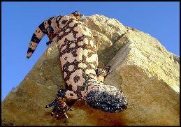 Gila Monster Attack Delivery of venom relies upon grasping and chewing Bite tenaciously may present pet w/ lizard still attached Degree of envenomation most