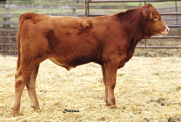 This low birth weight Red Density bull is long bodied with significant depth of rib.