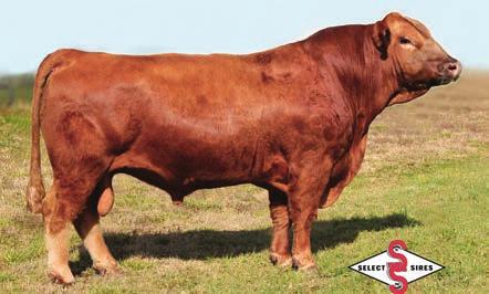 REFERENCE SIRES MR ISHEE RED DENSITY ASA# 246665 Tattoo: 89U BD: 2/18/8 Red Homozygous Polled PB SM HOOKS SHEAR FORCE 38K HC HUMMER 12M Sire: WS