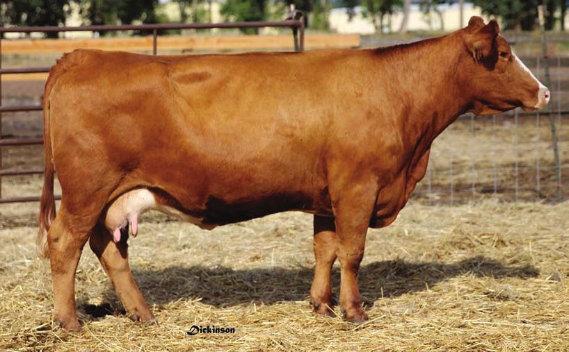 1 HESTER S SWEETIE PIE FLUSH ASA# 2392536 Tattoo: H4RT BD: 3/14/7 Red PB SM CNS DREAM ON L186 Sire: DILLONS K217 RED DREAM LF KANDY KISSES ER BIG SKY 545B Dam: HESTERS CLASSY PRINCESS HESTERS