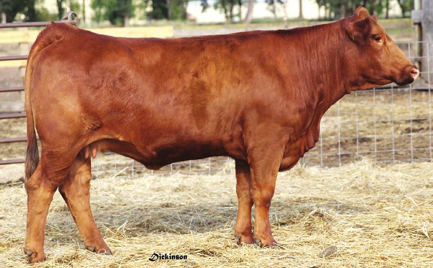 Hester s Red Gala 5-7 5 1 EMBRYO, 6 1 EMBRYO, 7 1 EMBRYO PB SM WS BEEF MAKER R13 Sire: MR ISHEE RED DENSITY ISHEE MS BLK SAPPHIRE GONSIOR/NF SCARLETDREAMS Dam: HESTER'S RED GALA HESTERS SUGAR BABY