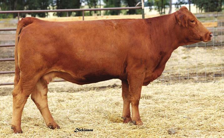 1 HESTER`S RED ROSE ASA# 2579548 Tattoo: H5X BD: 3/14/1 Red PB SM CNS DREAM ON L186 Sire: GONSIOR/NF SCARLETDREAMS SWAIN-SCF CANDY 15K BH RIGHT TIME 52E Dam: HESTERS RED RUBY HESTERS RED DESIRE Adj.