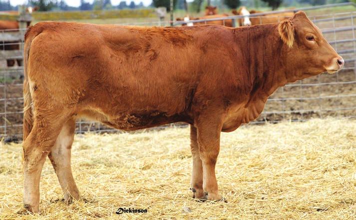 She had another great Red Density calf this season that we sold earlier this summer. Red Rose is a tremendous young female that combines performance, volume and appearance.