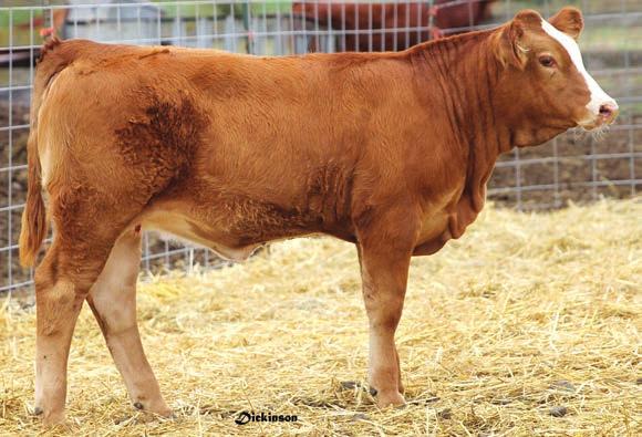 HEIFERS 12 HESTER`S FANCY PANTS ASA# 276758 Tattoo: H9A BD: 5/22/13 Red PB SM BOZ REDCOAT Sire: ANKONIAN RED CAESAR GFI CANDACE G51 DILLONS K217 RED DREAM Dam: HESTERS SWEETIE PIE HESTERS CLASSY
