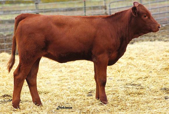 She is a stunning heifer that we fully expect see in the show ring winning purple next year and is destined to become the cornerstone of anyone s donor program.