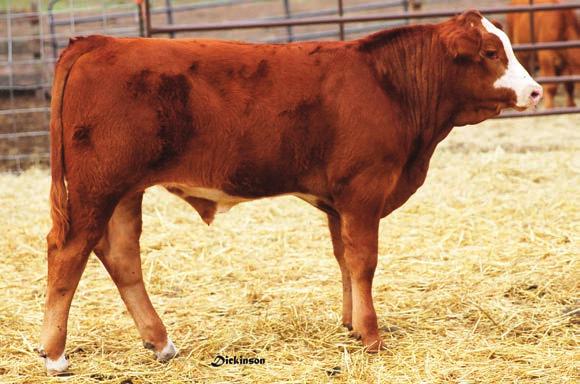 This is a rare opportunity to own a tremendous female from the foundation cow family in our herd. Her full sister, Hester s Gem, is a perfect example of just how good of a cow she will become.