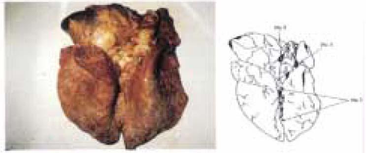 5.2. Viscera Lungs View and palpate. The bronchi should be opened up by a transverse incision across the diaphragmatic lobes.