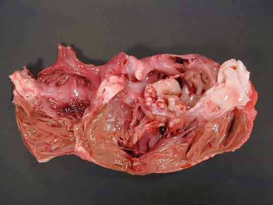 Hearts Hearts should be opened after meat inspection, and prior to sales Blood coagulum should be removed If lesions