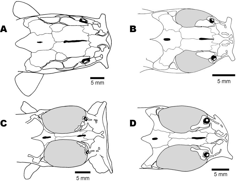 BITE FORCES IN ANGUILLIFORM CLARIIDS 197 Fig. 1. Skull morphotypes in the Clariidae, showing the relation between the hypertrophy of the adductor mandibulae complex and bone reduction (dorsal view).