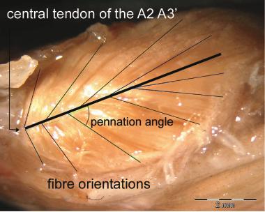 198 A. HERREL ET AL. Fig. 2. Determination of the pennation angle (Clariallabes melas).