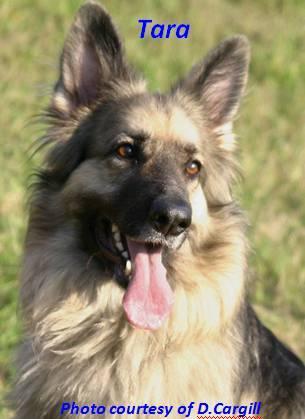 Thanks, Jerry 3. Tara's Broken Heart - true story... We would like to introduce you to our German Shepherd Dog (GSD) Tara, who will be 6 on 12th August this year.