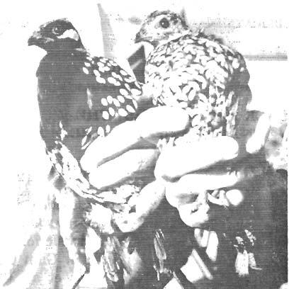66 FLORIDA FIELD NATURALIST*Vol, 10, A'o. 4, Sovewber 1982 Fig. 1. Black Francolin (Fwncolimcs ~rlinco~in~i~), introduced into FloridR at Belle Glade. Wale is on the left; female is on the right.