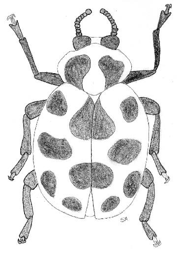 4 The Sheath (Coleoptera) Beetles -1 pair of hard wings - cover top of body & meet in straight line down center of back -Biting 5 The Straight (Orthoptera) Crickets, Grasshoppers, and Locusts -1 pair