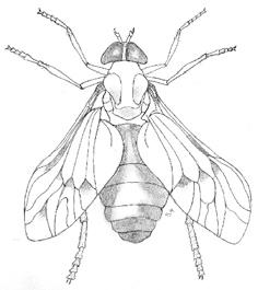 Insect Charades: The Big Eight Ants, Bees, and Wasps 1 The Membrane (Hymenoptera) 2 The Two (Diptera) 3 The Scaly (Lepidoptera) 4 The Sheath (Coleoptera) 5 The Straight (Orthoptera) 6 The Toothed