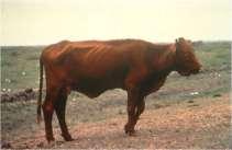 MSD Agvet - US Cattle