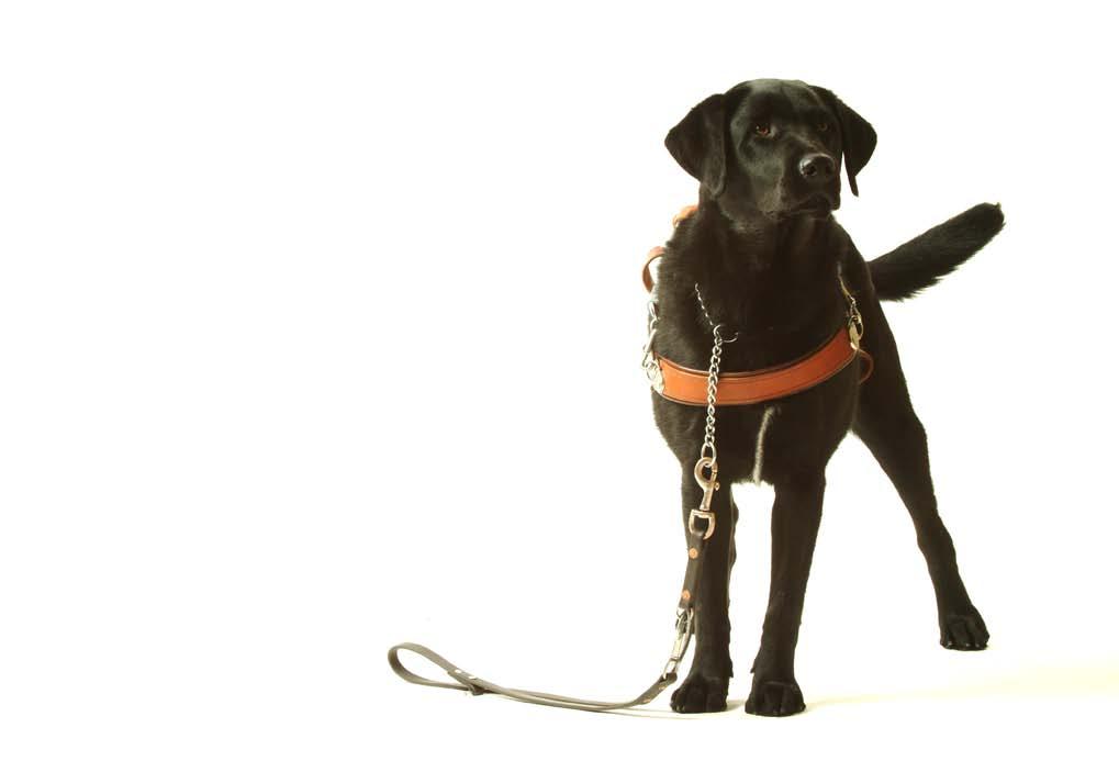 Recognising a Guide Dog A Guide Dog is not a pet; it s helping the person to move around safely and