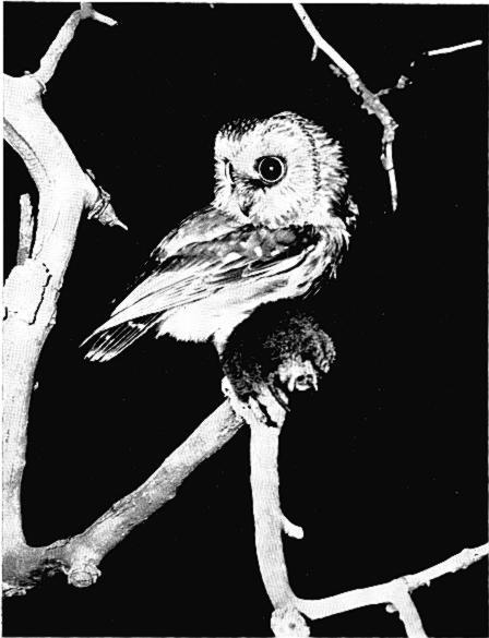 SAW-WHET OWL (Aegolius acadicus) with meadow vole (Microtus).