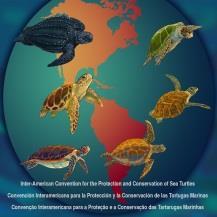 Inter-American Convention for the Protection and Conservation of Sea Turtles 14 th IAC Scientific Committee Meeting Panama City, Panama - October 18 20, 2017 Report on the 14 th IAC Scientific