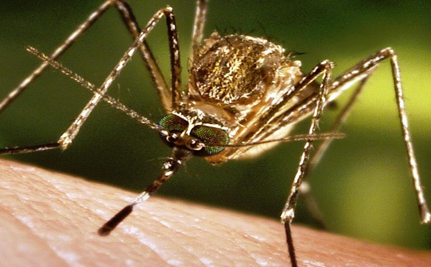 and Mosquito-Borne Diseases