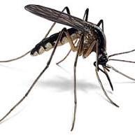 Mosquitoes are small blood-sucking insects that depend on standing water to reproduce. Female mosquitoes must feed on blood to lay eggs.