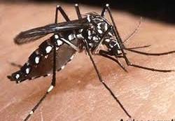 Anopeheles are known to be the only mosquito that can transmit malaria to humans.