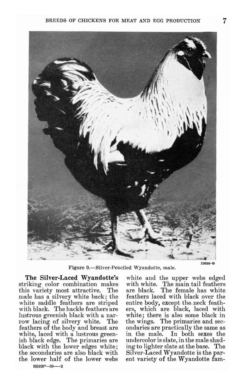 BREEDS OF CHICKENS FOR MEAT AND EGG PRODUCTION 7 Figure 9.-Silver-Penciled Wyandotte, male. The Silver-Laced Wyandotte's striking color combination makes this variety most attractive.
