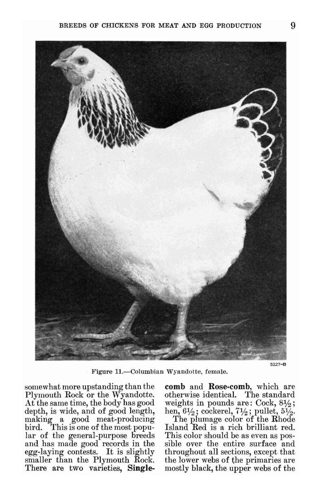 BREEDS OF CHICKENS FOR MEAT AND EGG PRODUCTION 9 Figure H.-Columbian 'Vyandotte, female. 5227-8 somewhat more upstanding than the Plymouth Rock or the Wyandotte.