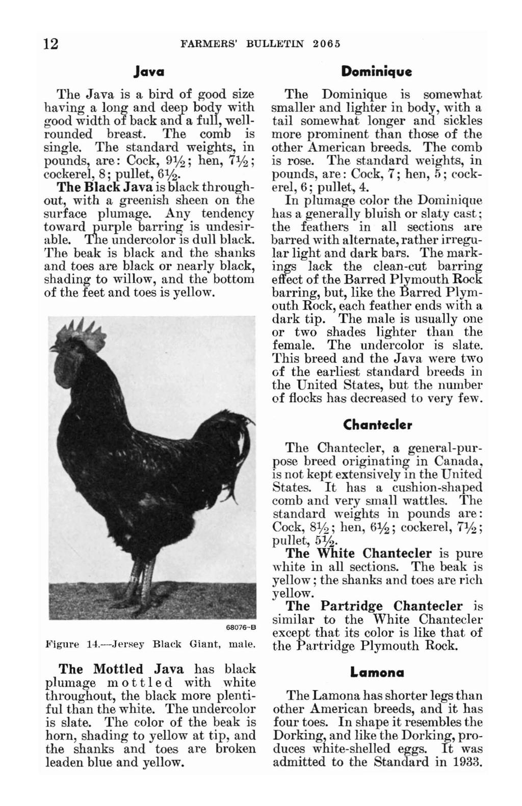 12 FARMERS' BULLETIN 2065 Java The Java is a bird of good size having a long and deep body with good width of back and a full, wellrounded breast. The comb is single.
