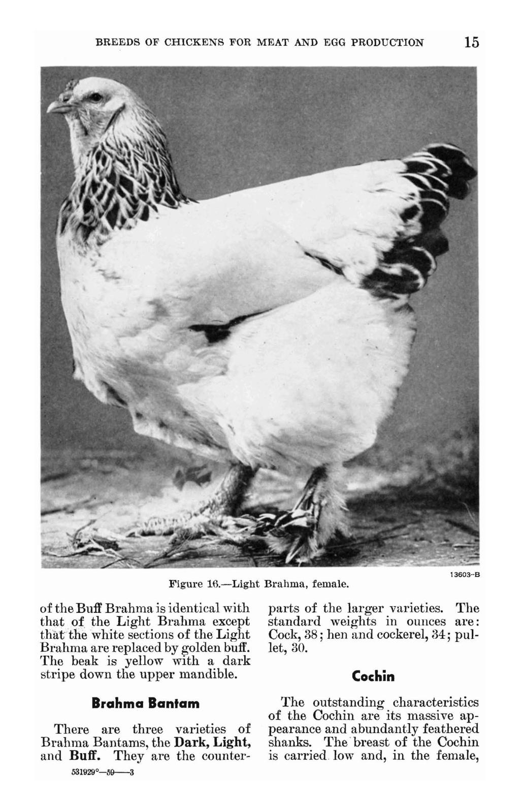 BREEDS OF CHICKENS FOR MEAT AND EGG PRODUCTION 15 Figure 16.-Light Brahma, female. of the Buff Brahma is identical with that.