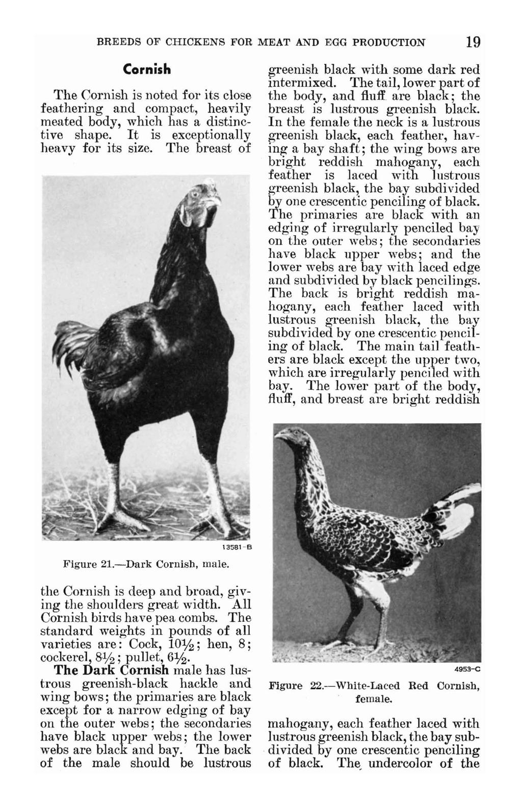 BREEDS OF CHICKENS FOR MEAT AND EGG PRODUCTION 19 Cornish The Cornish is noted for its close feathering and compact, heavily meated body, which has a distinctive shape.