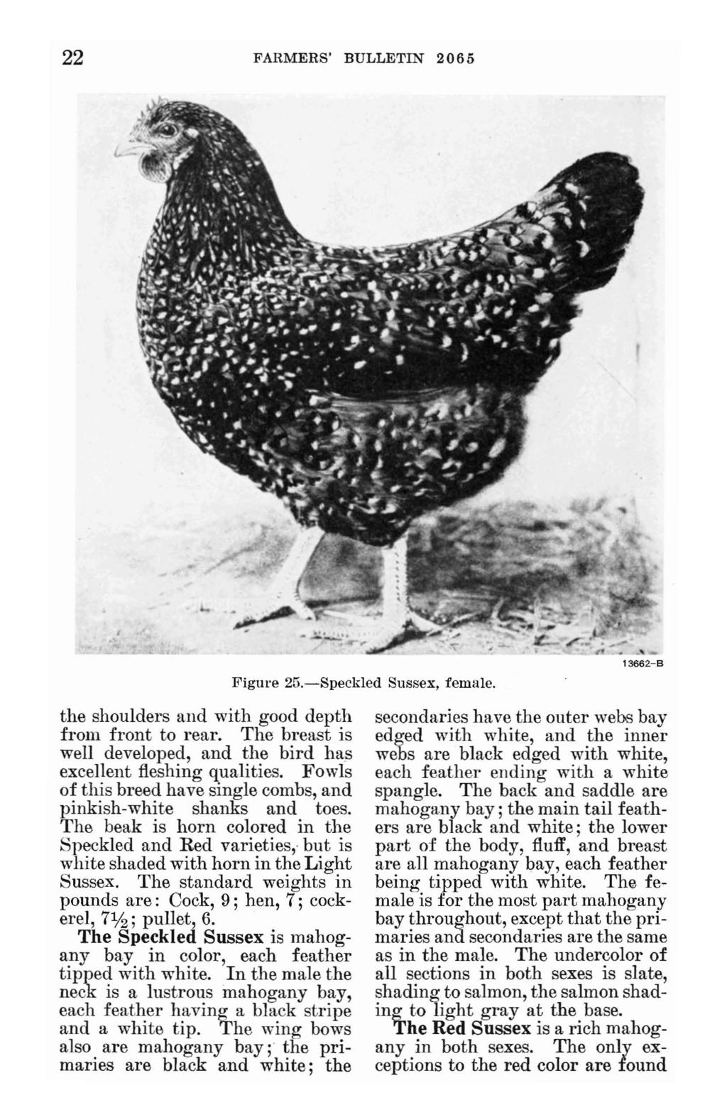 22 FARMERS' BULLETIN 2065 the shoulders and with good depth from front to rear. The breast is well developed, and the bird has excellent fleshing qualities.