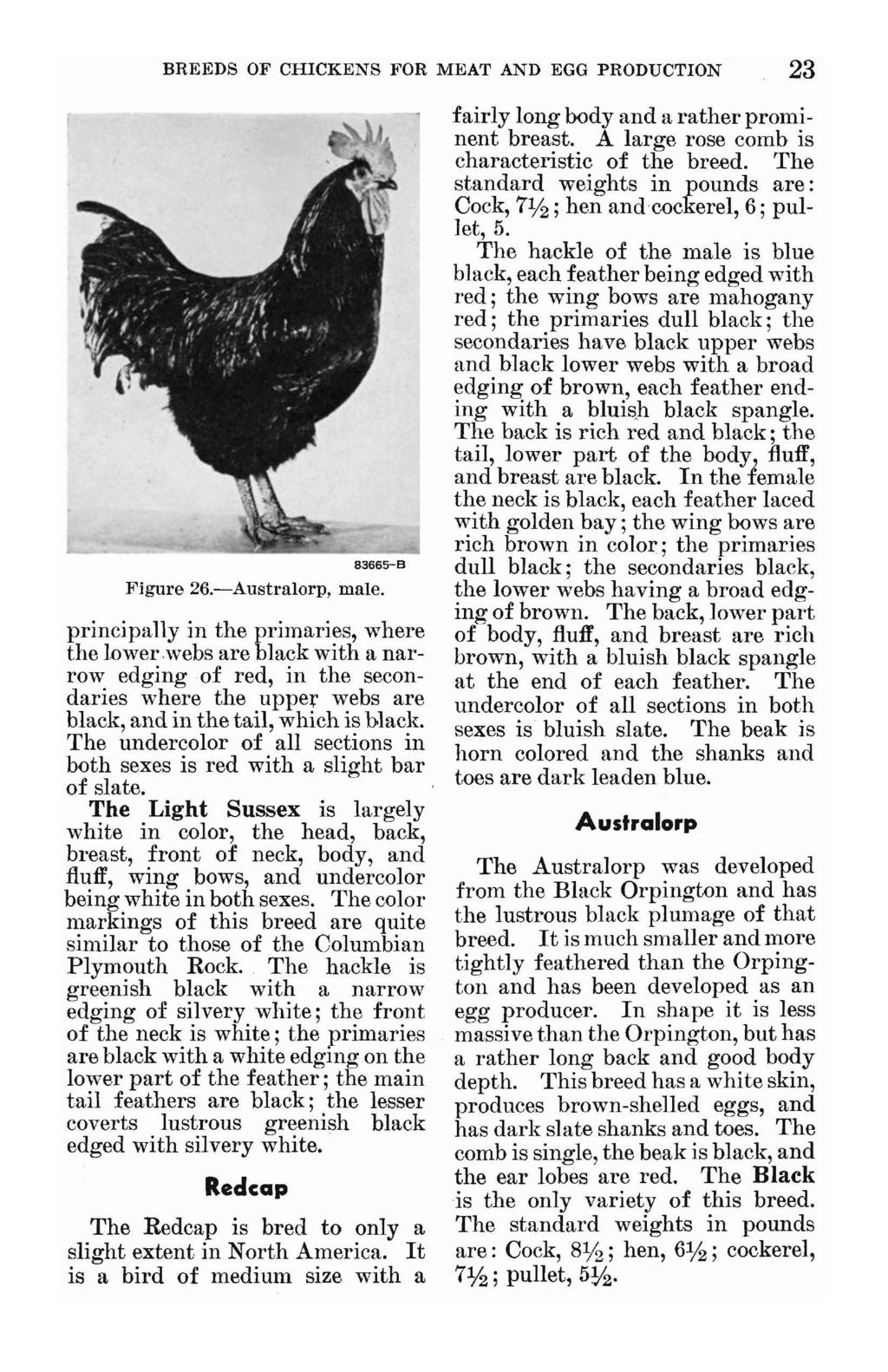 BREEDS OF CHICKENS FOR MEAT AND EGG PRODUCTION 23 83665-8 Figure 26.-Australorp, male. principally in the primaries, where the lower.