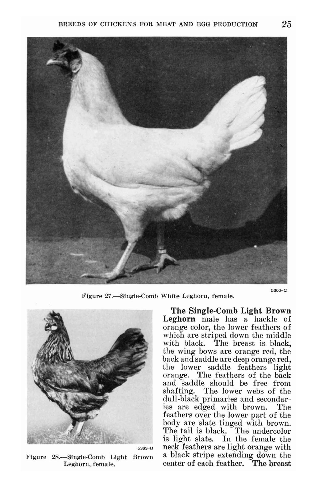 BREEDS OF CHICKENS FOR MEAT AND EGG PRODUC'fION 25 Figure 27.-Single-Comb White Leghorn, female.