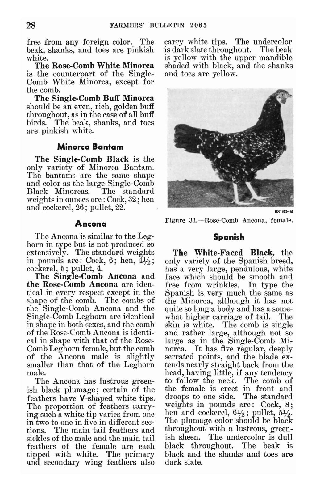 28 FARMERS' BULLETIN 2065 free from any foreign color. The beak, shanks, and toes are pinkish white.
