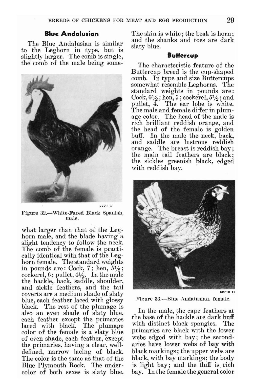 BREEDS OF CHICKENS FOR MEAT AND EGG PRODUCTION 29 Blue Andalusian The Blue Andalusian is similar to the Leghorn in type, but is slightly larger.