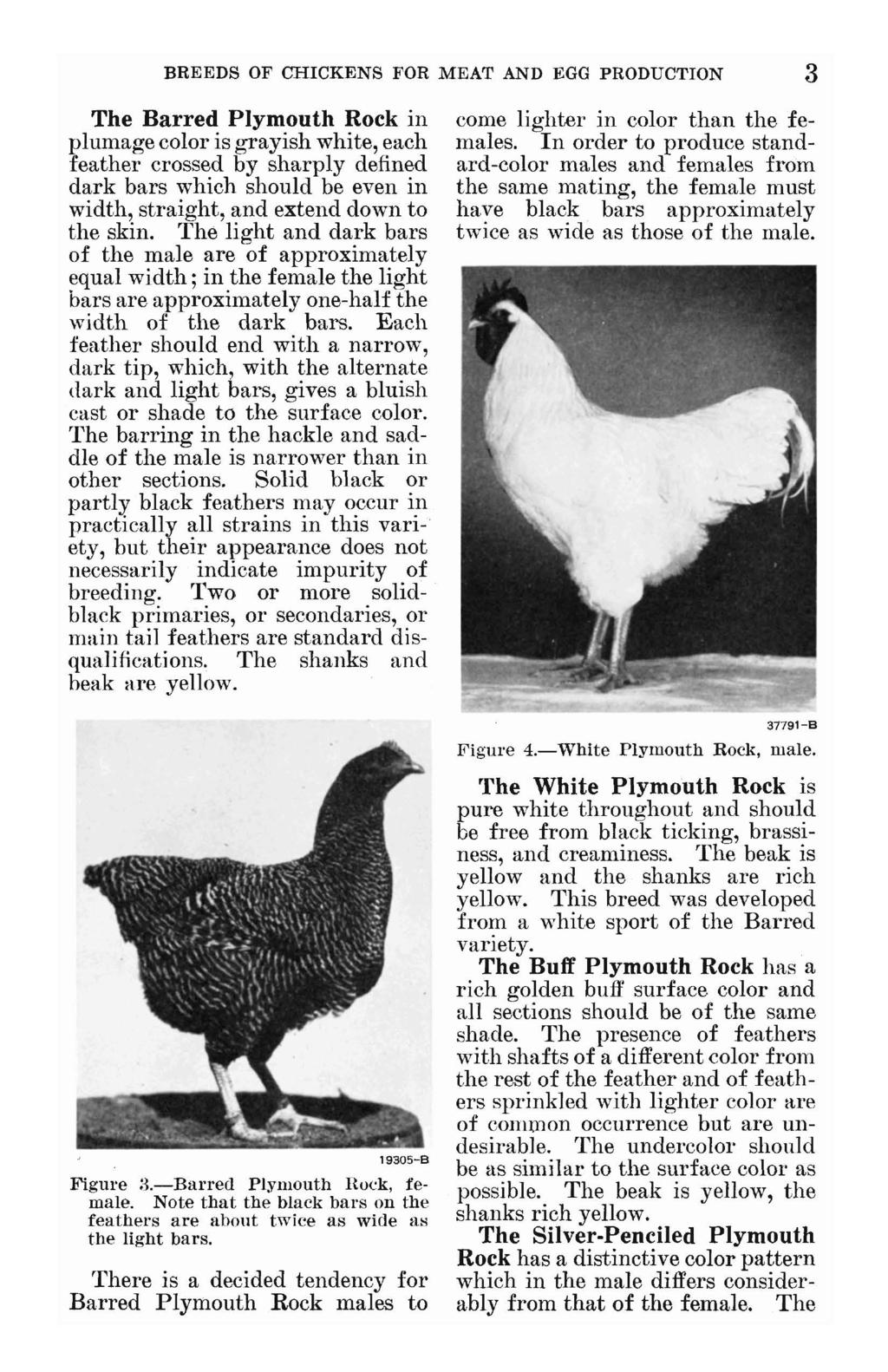 BREEDS OF CHICKENS FOR MEAT AND EGG PRODUCTION 3 The Barred Plymouth Rock in plumage color is grayish white, each feather crossed by sharply defined dark bars which should be even in width, straight,