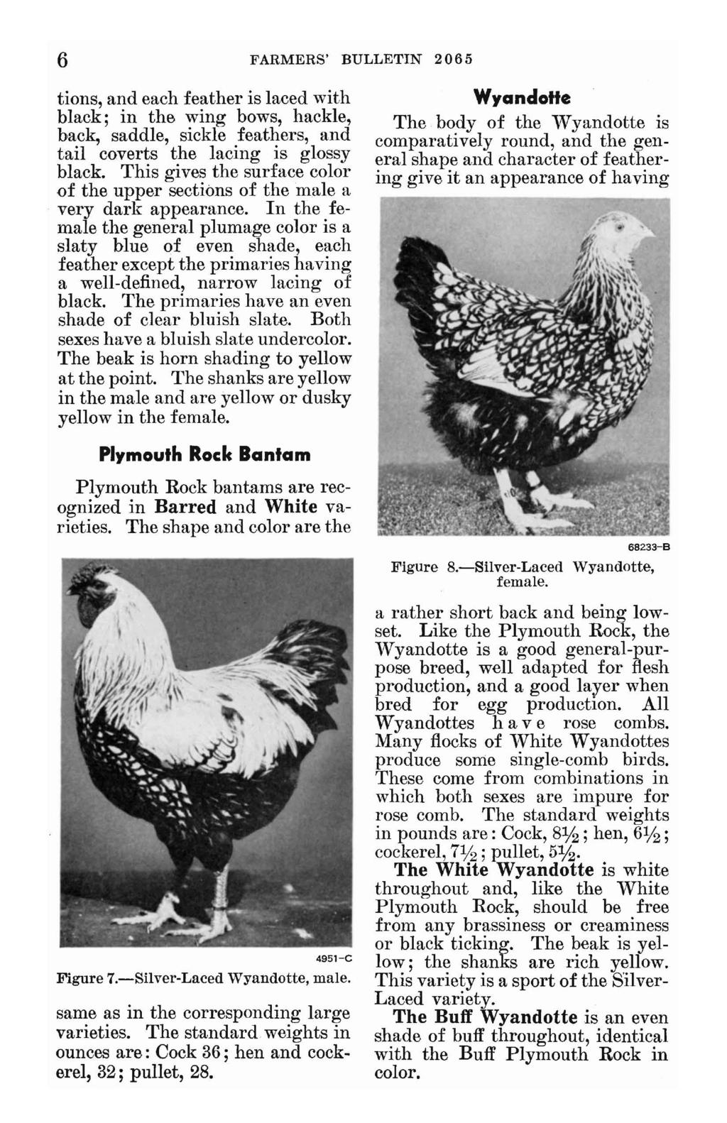 6 FARMERS' BULLETIN 2065 tions, and each feather is laced with black; in the wing bows, hackle, back, saddle, sickle feathers, and tail coverts the lacing is glossy black.