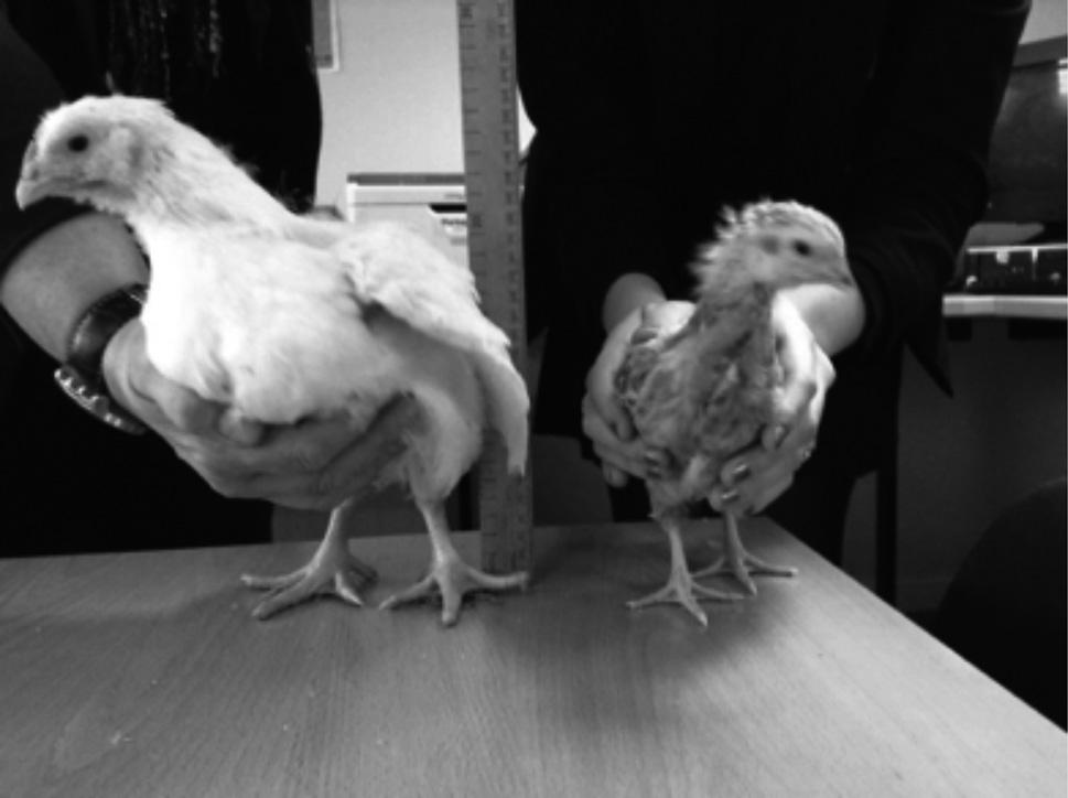 8 6 All modern chickens are originally descended from red jungle fowl. The photograph below shows two breeds of chicken. The chicken on the left has been bred for meat production (broiler).