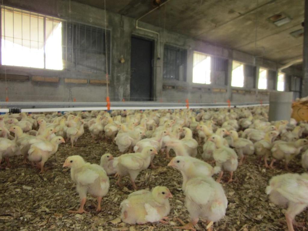 Chicks will be more resistant to diseases due to presence of adequate maternal antibodies.