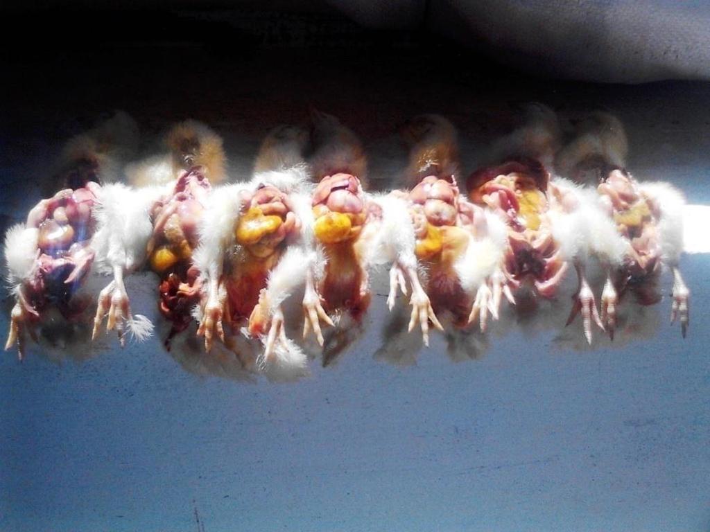 AVIPRO CO LTD CHICK QUALITY A major cause of 1 st week mortality on the farm is omphalitis, an infection of the yolk sac.